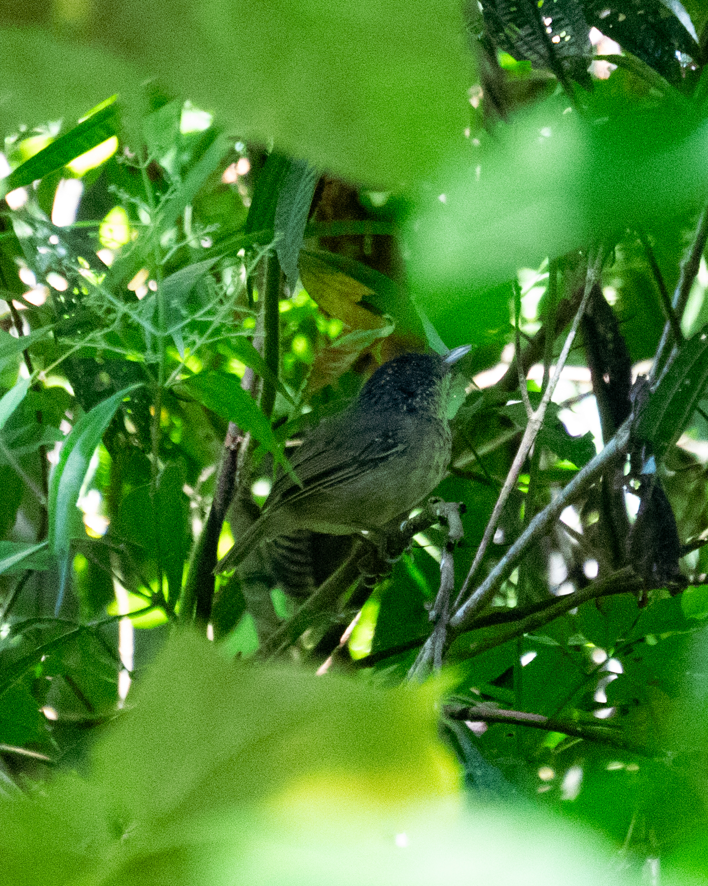 Spot-breasted Antvireo (Dysithamnus stictothorax), photo 4