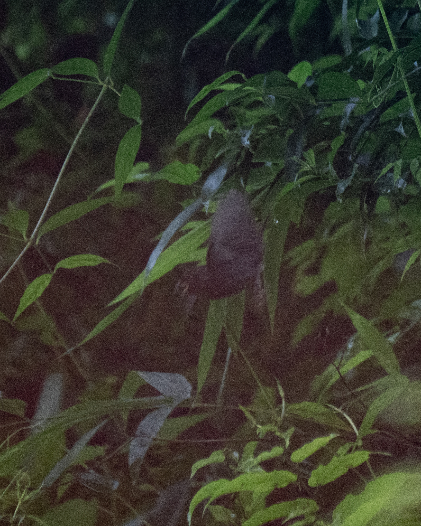 Sooty Grassquit (Asemospiza fuliginosa), photo 10