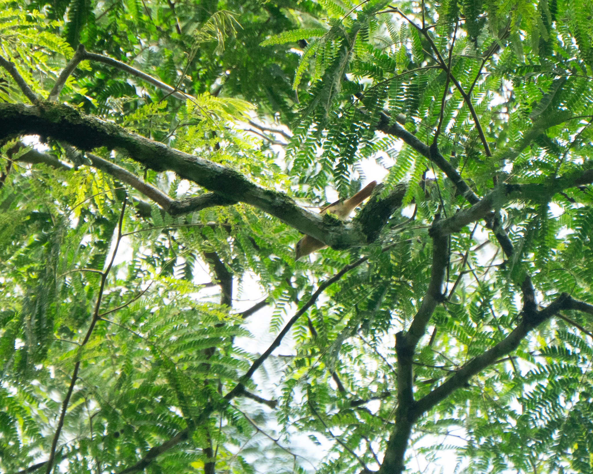 Chestnut-crowned Becard (Pachyramphus castaneus), photo 10