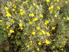 Cistus halimifolius