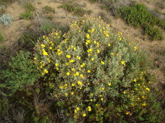 Cistus halimifolius