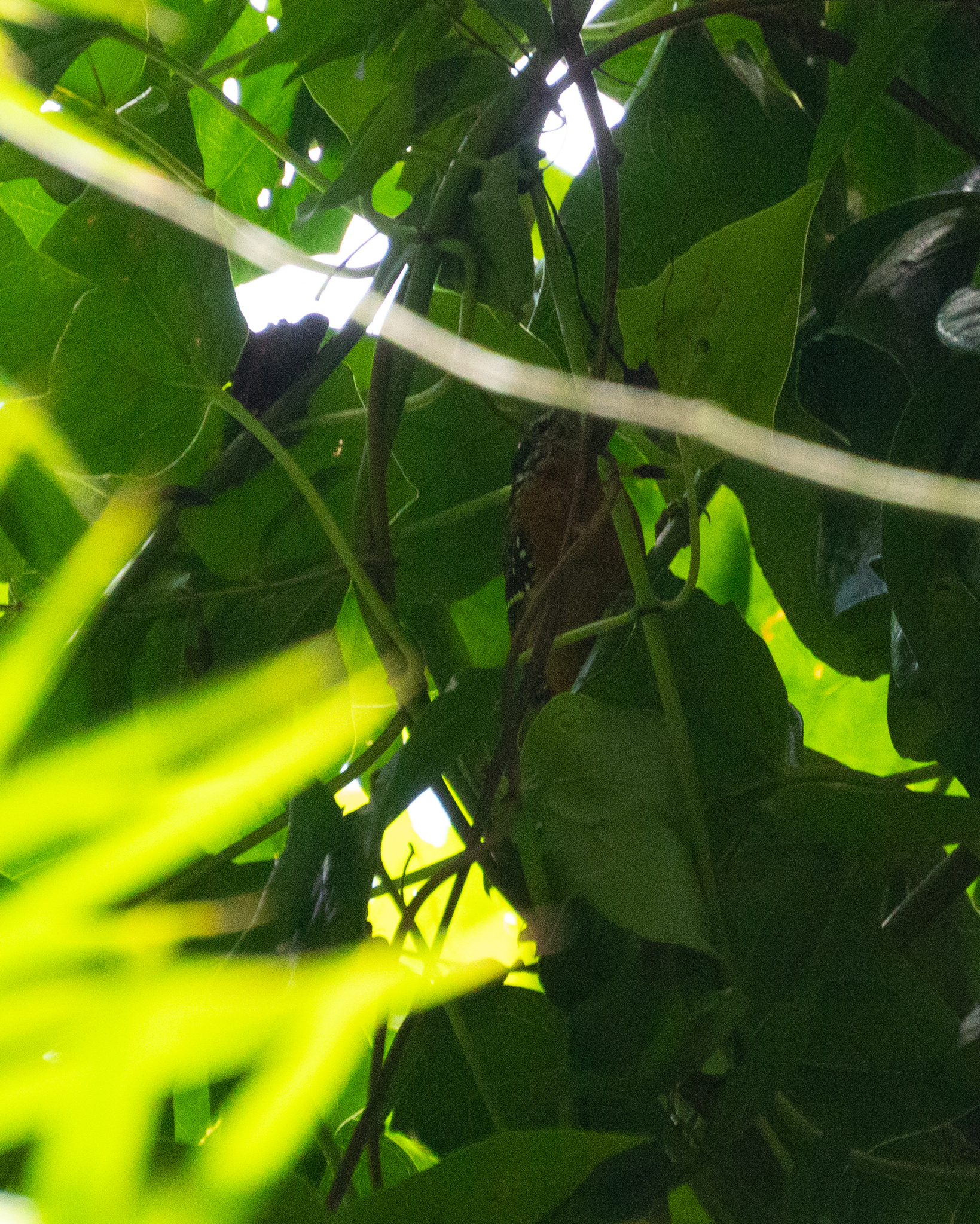 Ferruginous Antbird (Drymophila ferruginea), photo 9