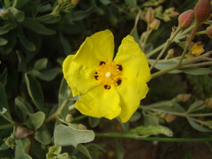 Cistus halimifolius