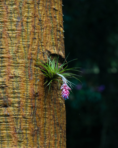 upright airplant (Tillandsia stricta)