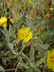 Cistus halimifolius