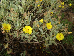 Cistus halimifolius