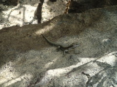 Emoia atrocostata