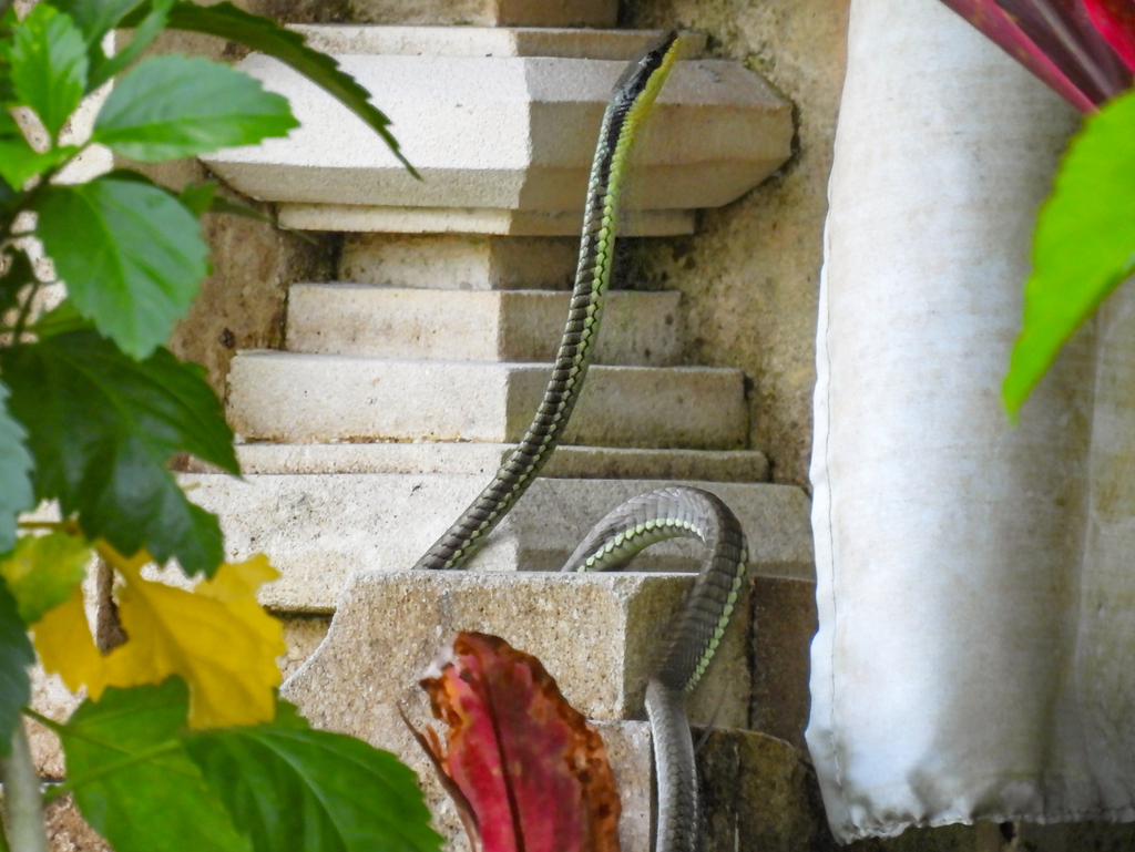 Inornate Bronzeback (Dendrelaphis inornatus)