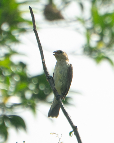 Lined Seedeater (Sporophila lineola), photo 8