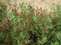 Coronilla valentina glauca