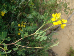 Coronilla valentina glauca