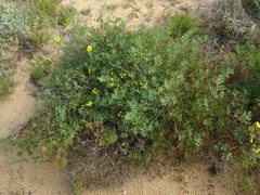 Coronilla valentina glauca