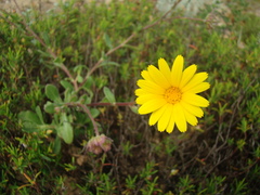 Calendula suffruticosa