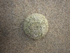 Psammechinus miliaris