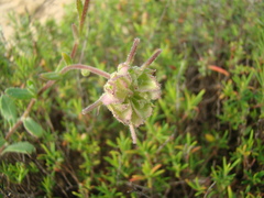 Calendula suffruticosa