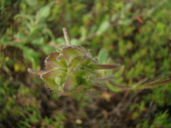 Calendula suffruticosa