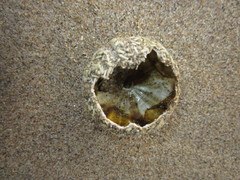 Psammechinus miliaris