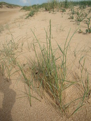 Elymus farctus