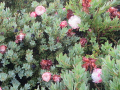 Protea venusta