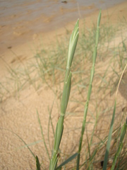 Elymus farctus