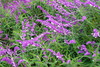 Mexican Bush Sage - Photo (c) Eric Hunt, some rights reserved (CC BY-NC-ND)