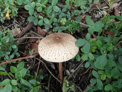 Macrolepiota colombiana