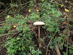 Macrolepiota colombiana