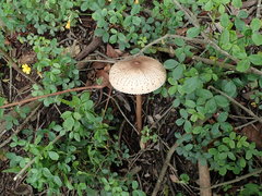 Macrolepiota colombiana