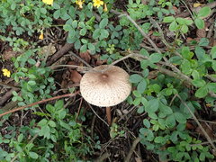 Macrolepiota colombiana