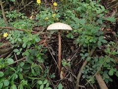 Macrolepiota colombiana