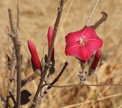 Ipomoea conzattii