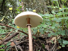 Macrolepiota colombiana