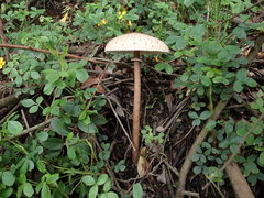 Macrolepiota colombiana