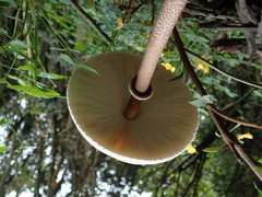 Macrolepiota colombiana