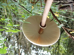 Macrolepiota colombiana