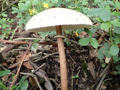 Macrolepiota colombiana