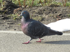 Columba livia domestica