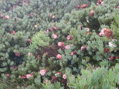 Protea venusta