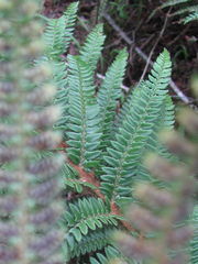 Polystichum distans
