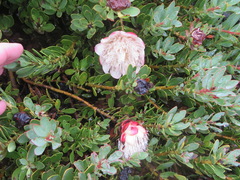 Protea venusta