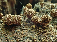 Tubifera corymbosa