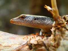 Emoia atrocostata