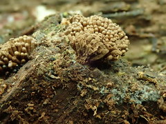 Tubifera corymbosa