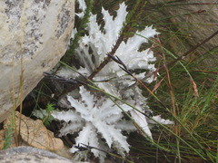 Berkheya francisci