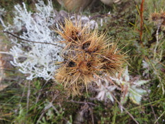 Berkheya francisci