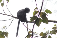 Trachypithecus mauritius