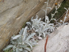 Berkheya francisci