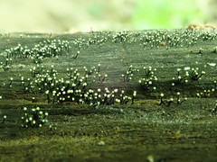 Stromatographium stromaticum