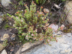 Erica oreotragus