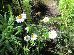 Osmitopsis osmitoides